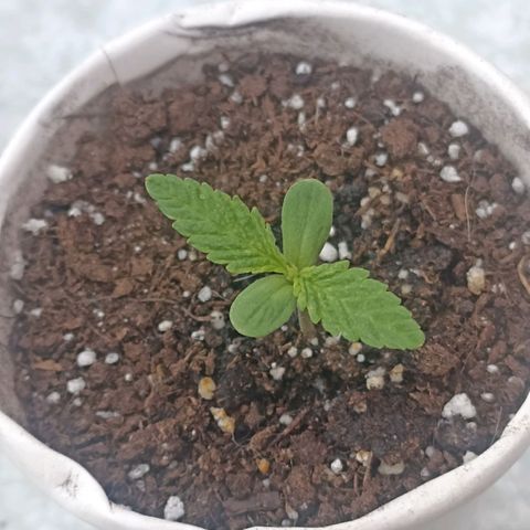 Valentina #1 growlog timeline photo
