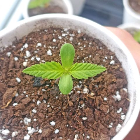 Felicidad#1 growlog timeline photo