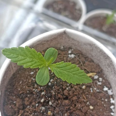 Lalis #2 growlog timeline photo