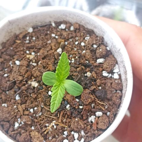Pricila #1 growlog timeline photo