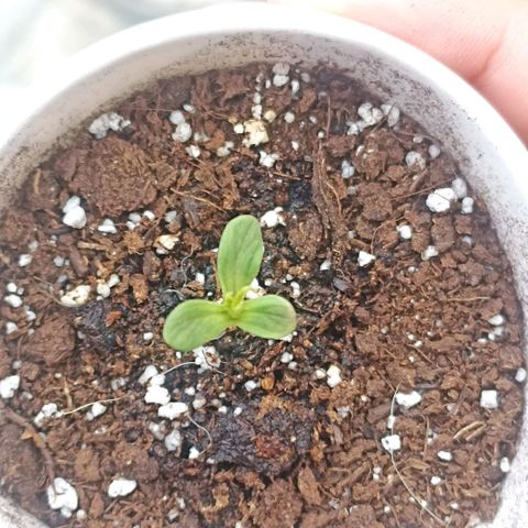 Money #2 growlog timeline photo