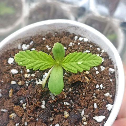 Salome #1 growlog timeline photo