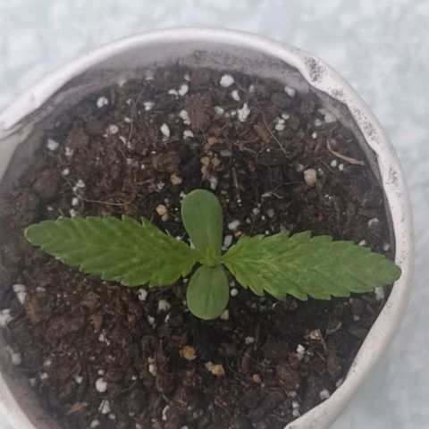 Valentina #1 growlog timeline photo