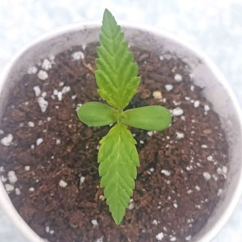 Felicidad#1 growlog timeline photo