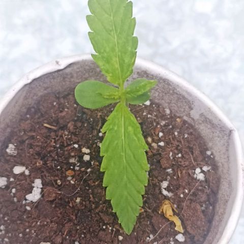 Lalis #2 growlog timeline photo