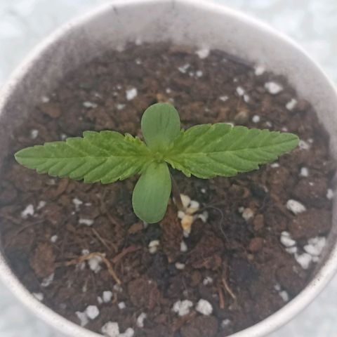 Pricila #1 growlog timeline photo