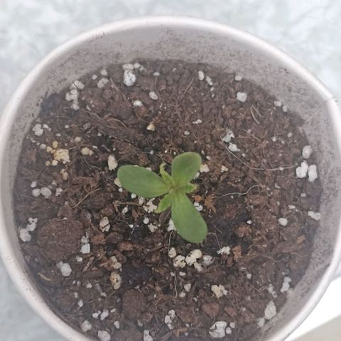 Money #2 growlog timeline photo