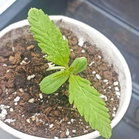 Salome #1 growlog timeline photo