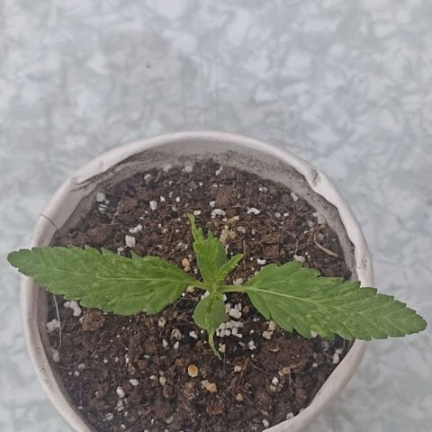 Valentina #1 growlog timeline photo