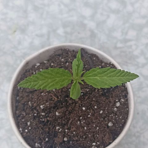 Felicidad#1 growlog timeline photo