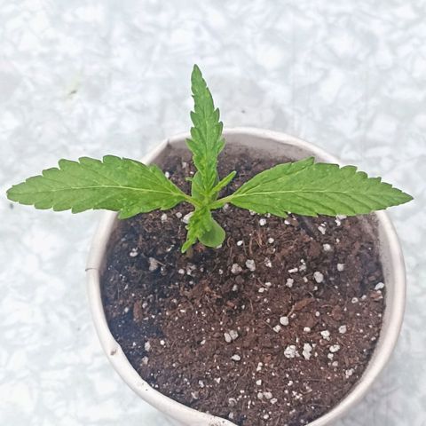 Lalis #2 growlog timeline photo