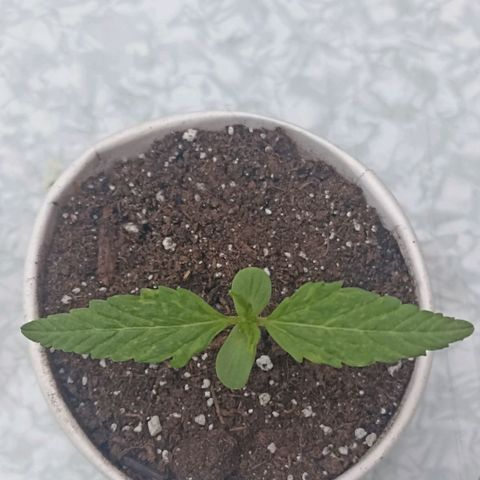 Pricila #1 growlog timeline photo