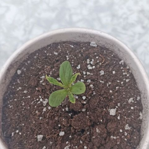 Money #2 growlog timeline photo