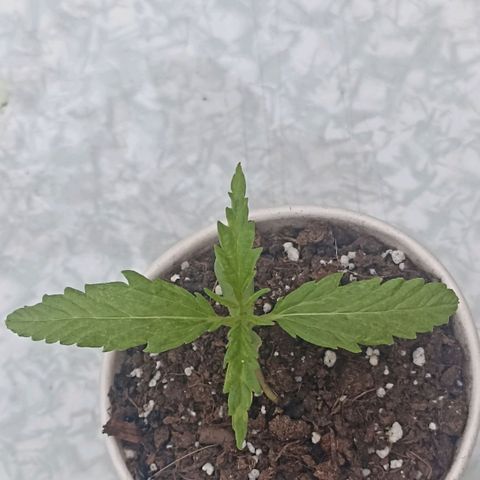 Salome #1 growlog timeline photo