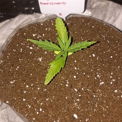 Salome #1 growlog timeline photo