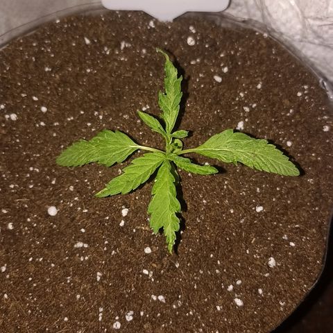 Valentina #1 growlog timeline photo