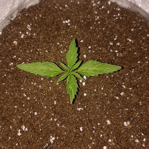 Pricila #1 growlog timeline photo