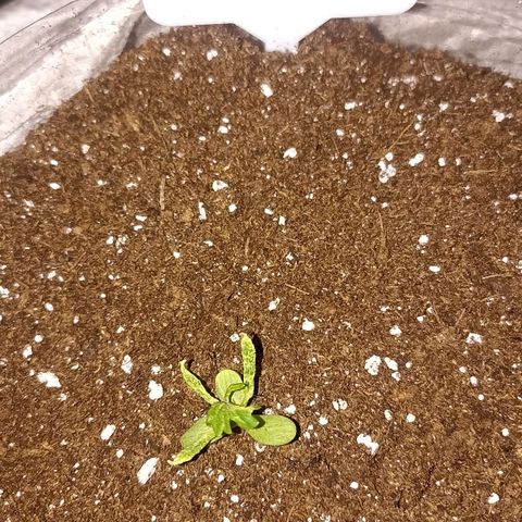 Money #2 growlog timeline photo