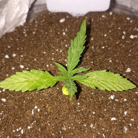 Lalis #2 growlog timeline photo