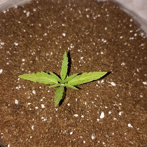 Felicidad#1 growlog timeline photo