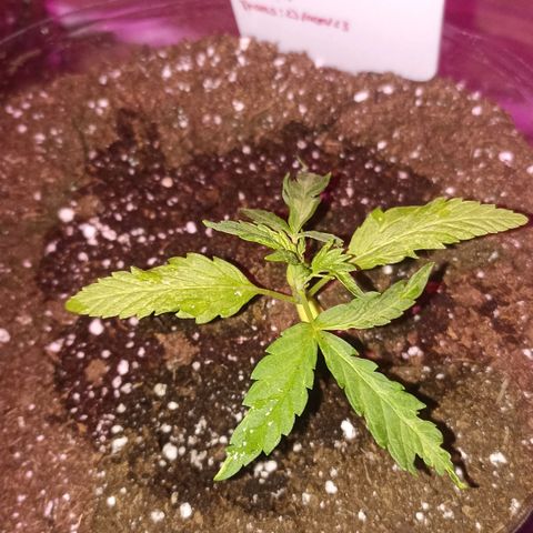 Valentina #1 growlog timeline photo