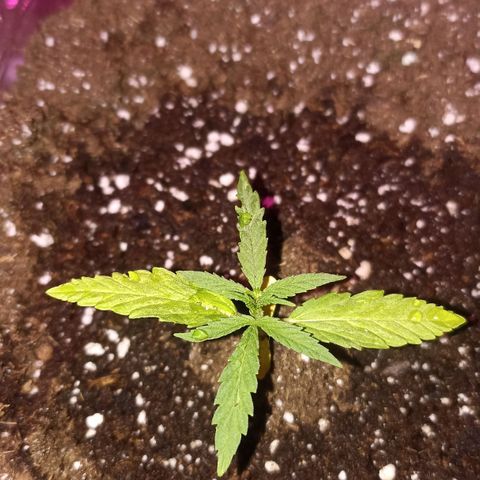 Felicidad#1 growlog timeline photo