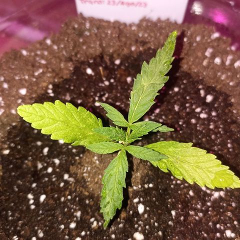 Lalis #2 growlog timeline photo