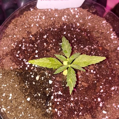 Pricila #1 growlog timeline photo