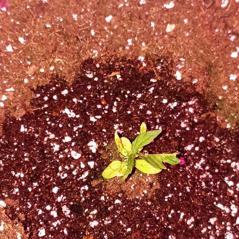 Money #2 growlog timeline photo