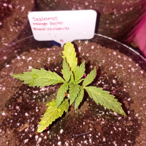 Salome #1 growlog timeline photo