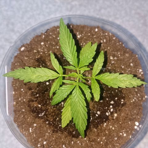 Lalis #2 growlog timeline photo
