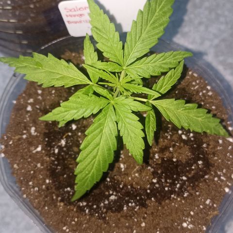 Salome #1 growlog timeline photo