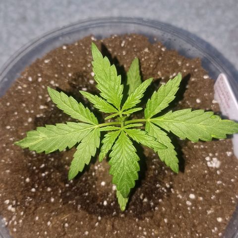 Pricila #1 growlog timeline photo