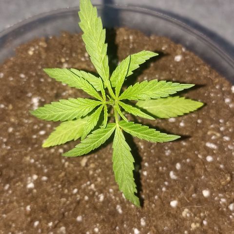 Felicidad#1 growlog timeline photo