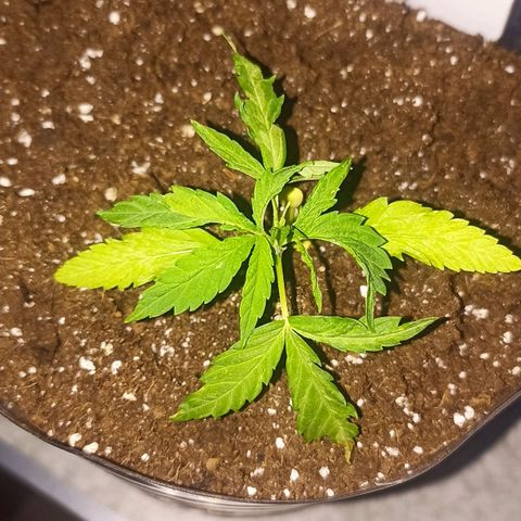 Valentina #1 growlog timeline photo