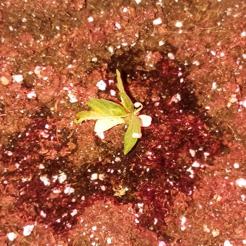 Money #2 growlog timeline photo