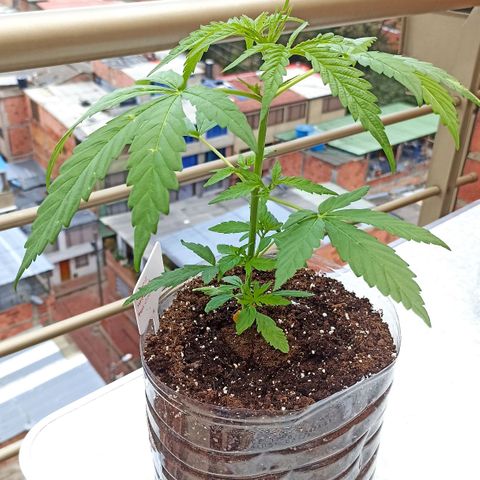 Salome #1 growlog timeline photo