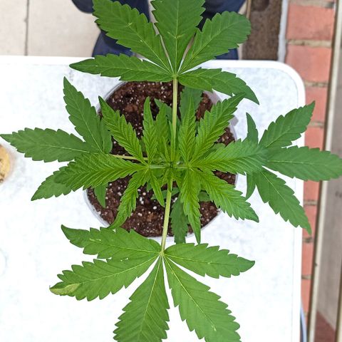 Salome #1 growlog timeline photo