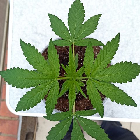 Pricila #1 growlog timeline photo