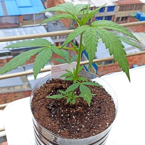 Pricila #1 growlog timeline photo