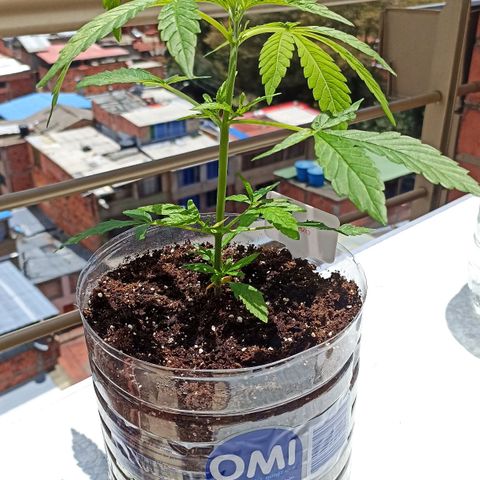 Lalis #2 growlog timeline photo