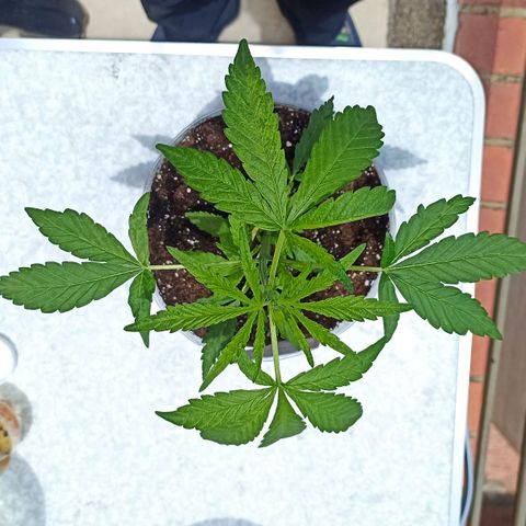 Lalis #2 growlog timeline photo