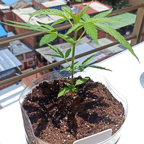 Felicidad#1 growlog timeline photo