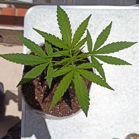 Felicidad#1 growlog timeline photo