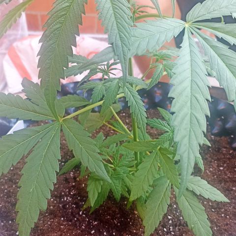 Salome #1 growlog timeline photo