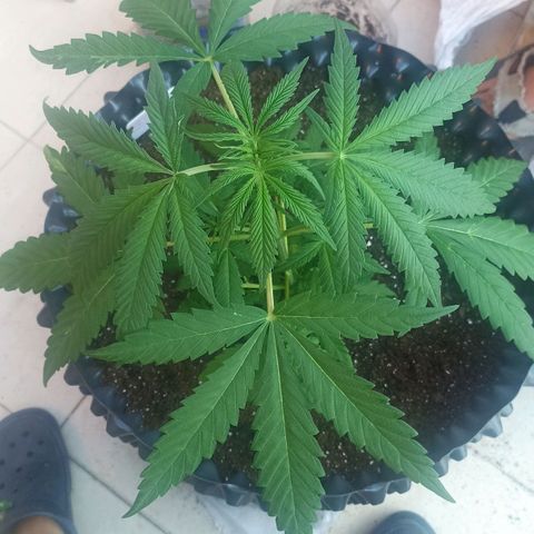 Salome #1 growlog timeline photo