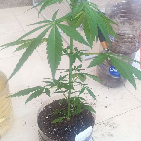 Pricila #1 growlog timeline photo