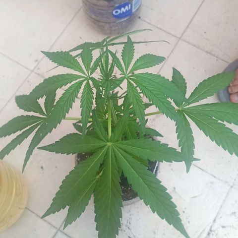 Pricila #1 growlog timeline photo