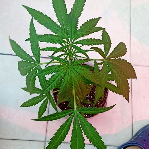 Felicidad#1 growlog timeline photo