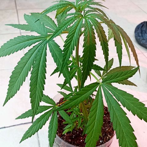 Felicidad#1 growlog timeline photo